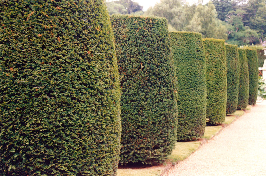 Yew topiary/Taxus baccata Garden Design by Sara Barraud Garden Design
