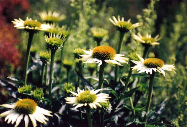 Soft landscaping and plants in garden design