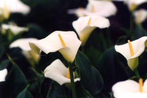 Zantedeschia