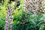 Bear's breeches/Acanthus spinosus