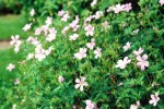 Geranium Wargrave pink