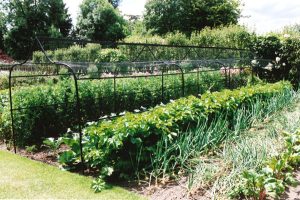 Soft fruit cage for kitchen garden