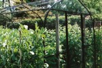 Soft fruit cage for kitchen garden