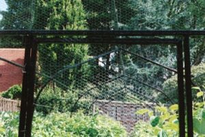 Soft fruit cage for kitchen garden