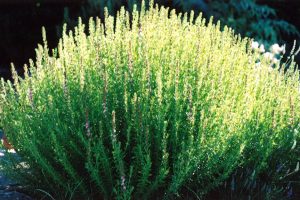 Hyssop/Hyssopus officinalis