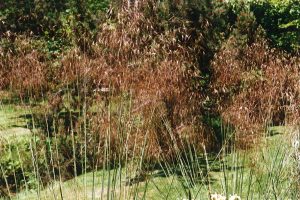 Stipa gigantea