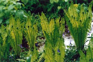 Ferns/Matteucia struthiopteris