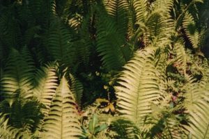 Ferns/Polysticum setiferum