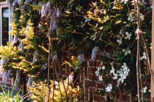 Wisteria sinensis