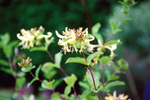 Honeysuckle/Lonicera