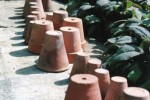 Old terracotta pots with sage