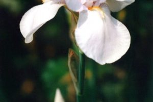 Bearded Iris