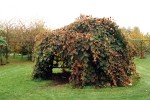 Wooden structure for vines shown in autumn