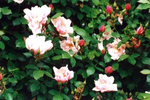 Rosa Adam Messerich