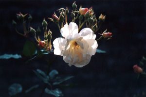 Rosa Penelope