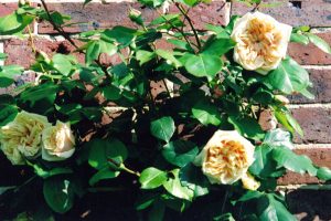 Rosa Marigold