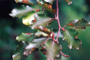 Beech/Fagus sylvatica