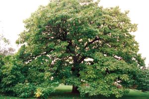Catalpa bignonoides