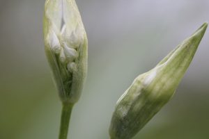 Wild garlic