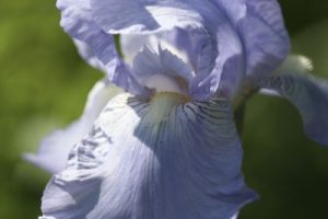 Bearded Iris