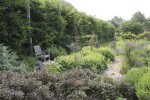 Sara's herb garden in summer