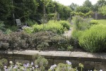 Sara's herb garden in summer